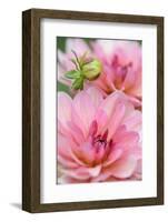 Water Lily - Dahlia, Dahlia X Hoard Sis 'Sourir De Crozon', Blossoms, Bud, Close-Up-Andreas Keil-Framed Photographic Print