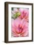 Water Lily - Dahlia, Dahlia X Hoard Sis 'Sourir De Crozon', Blossoms, Bud, Close-Up-Andreas Keil-Framed Photographic Print