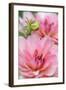 Water Lily - Dahlia, Dahlia X Hoard Sis 'Sourir De Crozon', Blossoms, Bud, Close-Up-Andreas Keil-Framed Photographic Print