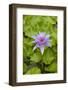 Water Lily Flower, Palau-Keren Su-Framed Photographic Print