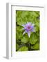 Water Lily Flower, Palau-Keren Su-Framed Photographic Print