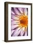 Water Lily Flower-Peter Johnson-Framed Photographic Print