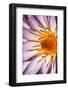 Water Lily Flower-Peter Johnson-Framed Photographic Print