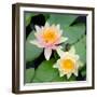 Water Lily Flowers I-Laura DeNardo-Framed Photographic Print