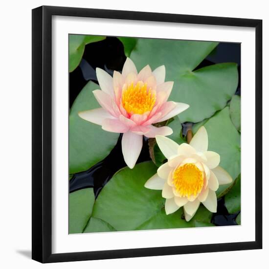 Water Lily Flowers I-Laura DeNardo-Framed Photographic Print