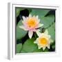 Water Lily Flowers I-Laura DeNardo-Framed Photographic Print