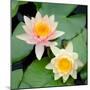 Water Lily Flowers I-Laura DeNardo-Mounted Photographic Print