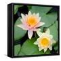 Water Lily Flowers I-Laura DeNardo-Framed Stretched Canvas