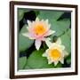 Water Lily Flowers I-Laura DeNardo-Framed Photographic Print