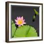 Water Lily Flowers II-Laura DeNardo-Framed Photographic Print