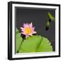 Water Lily Flowers II-Laura DeNardo-Framed Photographic Print