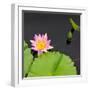 Water Lily Flowers II-Laura DeNardo-Framed Photographic Print