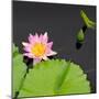 Water Lily Flowers II-Laura DeNardo-Mounted Photographic Print