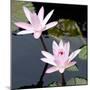 Water Lily Flowers III-Laura DeNardo-Mounted Photographic Print