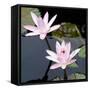 Water Lily Flowers III-Laura DeNardo-Framed Stretched Canvas