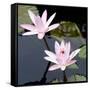 Water Lily Flowers III-Laura DeNardo-Framed Stretched Canvas