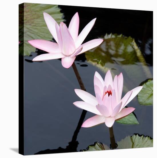 Water Lily Flowers III-Laura DeNardo-Stretched Canvas