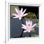Water Lily Flowers III-Laura DeNardo-Framed Photographic Print