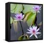 Water Lily Flowers IV-Laura DeNardo-Framed Stretched Canvas