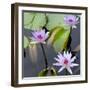 Water Lily Flowers IV-Laura DeNardo-Framed Photographic Print
