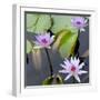 Water Lily Flowers IV-Laura DeNardo-Framed Photographic Print