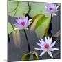 Water Lily Flowers IV-Laura DeNardo-Mounted Photographic Print