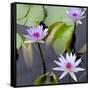 Water Lily Flowers IV-Laura DeNardo-Framed Stretched Canvas