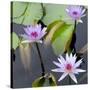 Water Lily Flowers IV-Laura DeNardo-Stretched Canvas