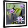 Water Lily Flowers IV-Laura DeNardo-Framed Photographic Print