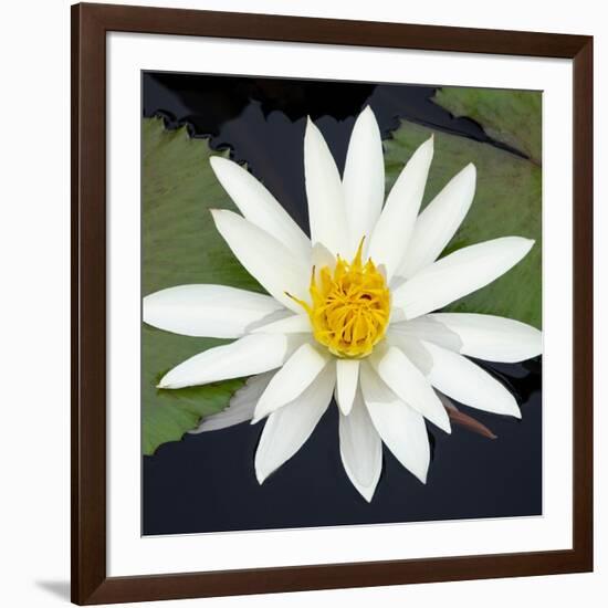 Water Lily Flowers V-Laura DeNardo-Framed Photographic Print