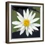 Water Lily Flowers V-Laura DeNardo-Framed Photographic Print