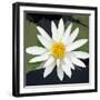 Water Lily Flowers V-Laura DeNardo-Framed Photographic Print