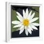 Water Lily Flowers V-Laura DeNardo-Framed Photographic Print