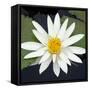 Water Lily Flowers V-Laura DeNardo-Framed Stretched Canvas