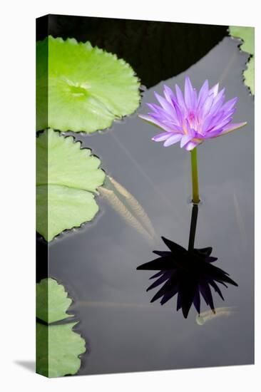 Water Lily Flowers VI-Laura DeNardo-Stretched Canvas