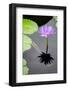 Water Lily Flowers VI-Laura DeNardo-Framed Photographic Print