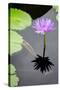 Water Lily Flowers VI-Laura DeNardo-Stretched Canvas