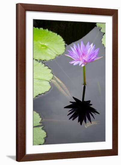 Water Lily Flowers VI-Laura DeNardo-Framed Photographic Print