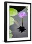 Water Lily Flowers VI-Laura DeNardo-Framed Photographic Print