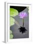 Water Lily Flowers VI-Laura DeNardo-Framed Photographic Print