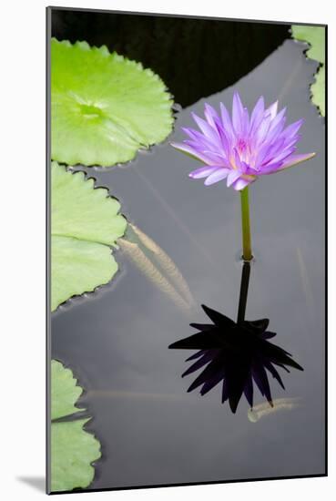 Water Lily Flowers VI-Laura DeNardo-Mounted Photographic Print