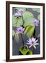 Water Lily Flowers VII-Laura DeNardo-Framed Photographic Print