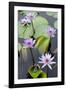 Water Lily Flowers VII-Laura DeNardo-Framed Photographic Print