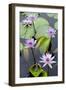 Water Lily Flowers VII-Laura DeNardo-Framed Photographic Print