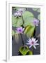 Water Lily Flowers VII-Laura DeNardo-Framed Photographic Print