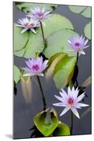 Water Lily Flowers VII-Laura DeNardo-Mounted Photographic Print