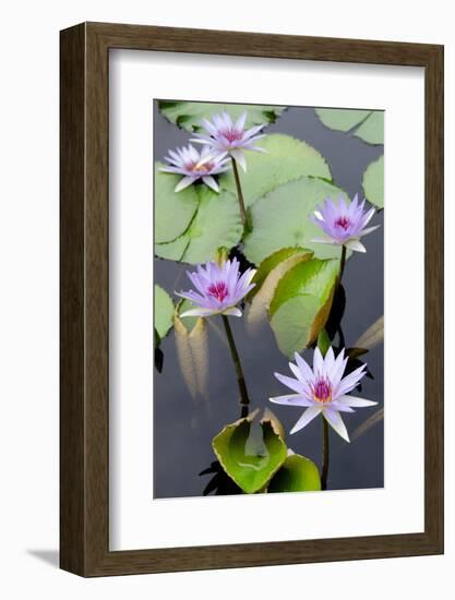 Water Lily Flowers VII-Laura DeNardo-Framed Photographic Print