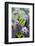 Water Lily Flowers VII-Laura DeNardo-Framed Photographic Print