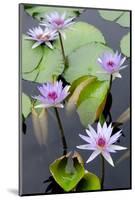 Water Lily Flowers VII-Laura DeNardo-Mounted Photographic Print