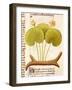 Water Lily, Hetela Memifar (Nymphaea)-null-Framed Giclee Print